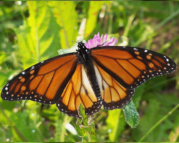 Danaus plexippus (aberrant white patch, live) (Internet Image property of respective owner, non-commercial use only)